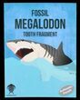 Real Fossil Megalodon Partial Tooth - 4"+ Size - Photo 6